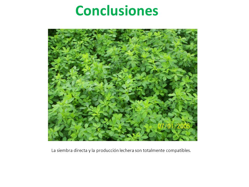 Conclusiones La siembra directa y la producción lechera son totalmente compatibles.