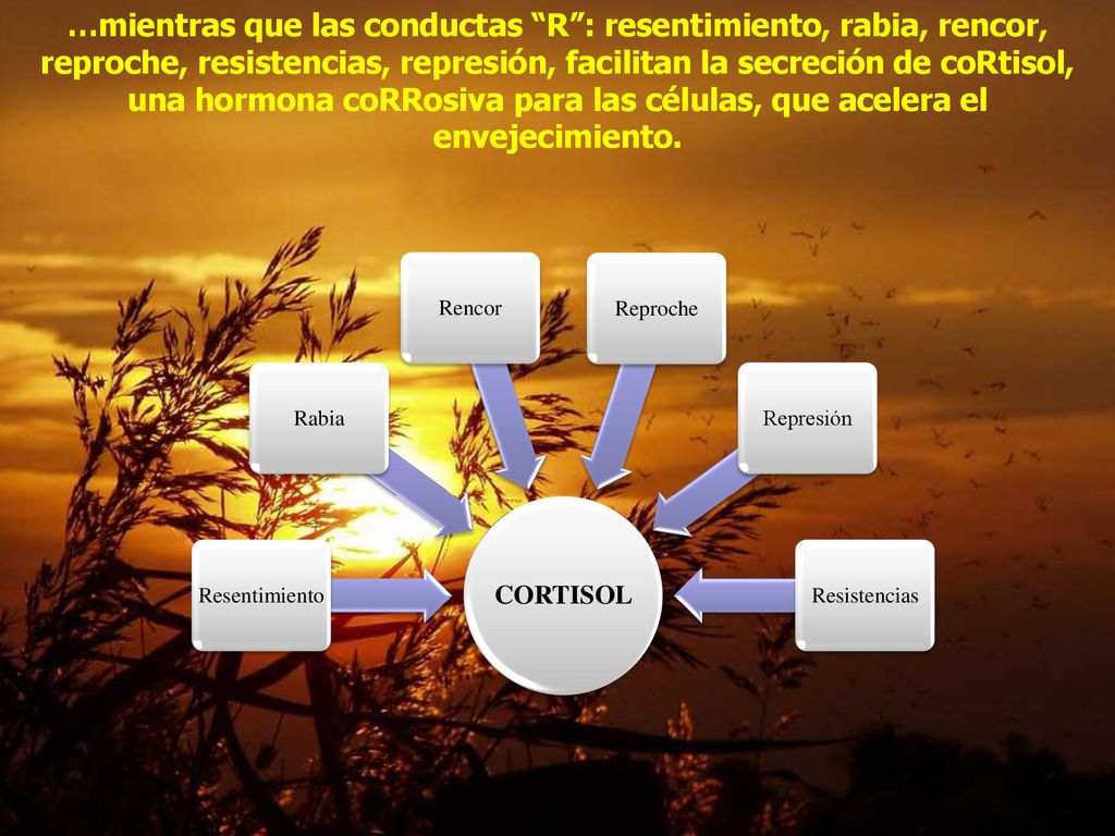 …mientras que las conductas R : resentimiento, rabia, rencor, reproche, resistencias, represión, facilitan la secreción de coRtisol, una hormona coRRosiva para las células, que acelera el envejecimiento.