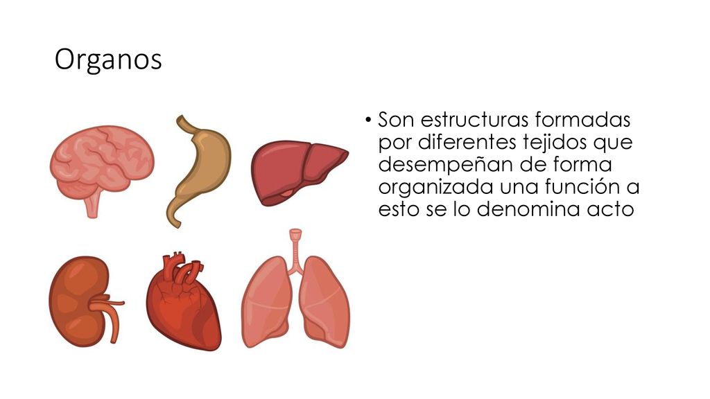 Organos Son estructuras formadas por diferentes tejidos que desempeñan de forma organizada una función a esto se lo denomina acto.