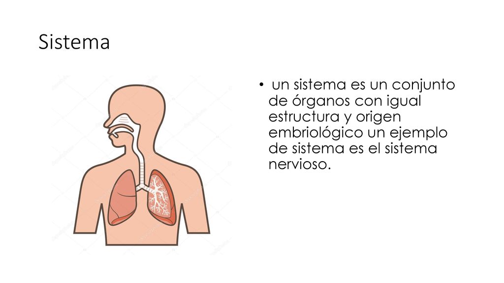 Sistema un sistema es un conjunto de órganos con igual estructura y origen embriológico un ejemplo de sistema es el sistema nervioso.