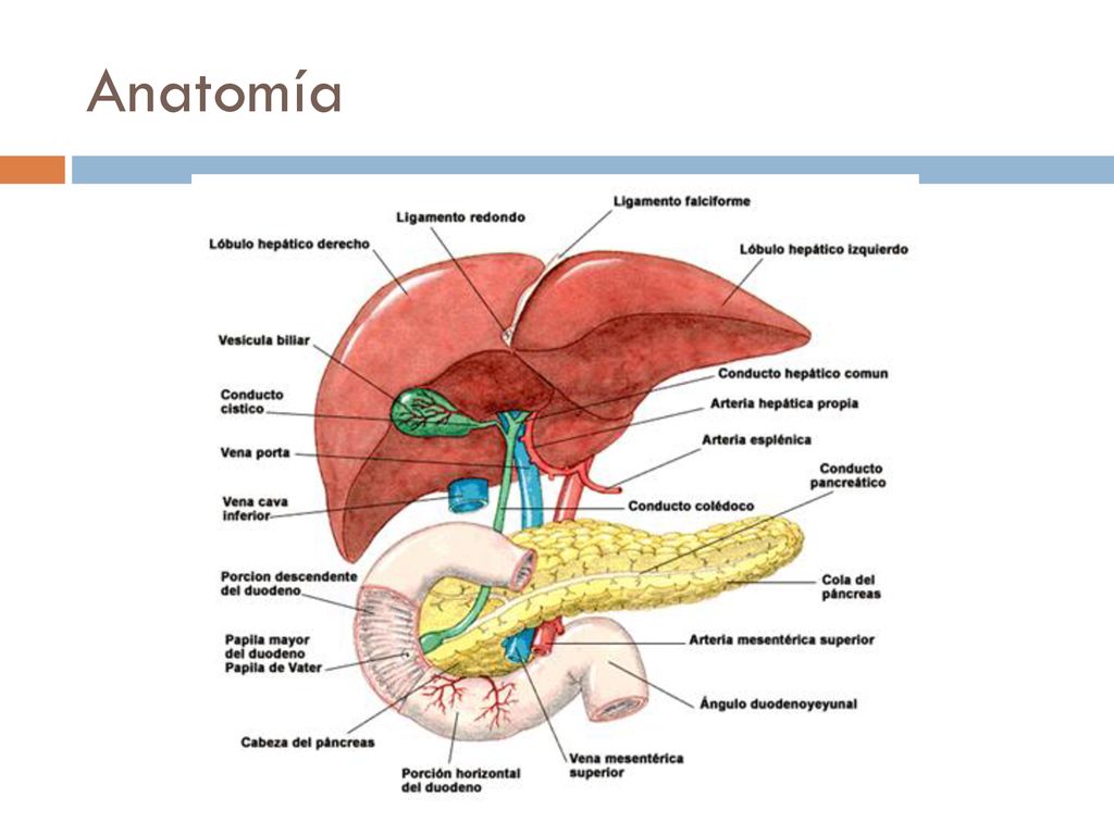 Anatomía A nivel intramural los dos conductos tienen un esfínter común que los envuelve, denominado esfínter de Oddi.