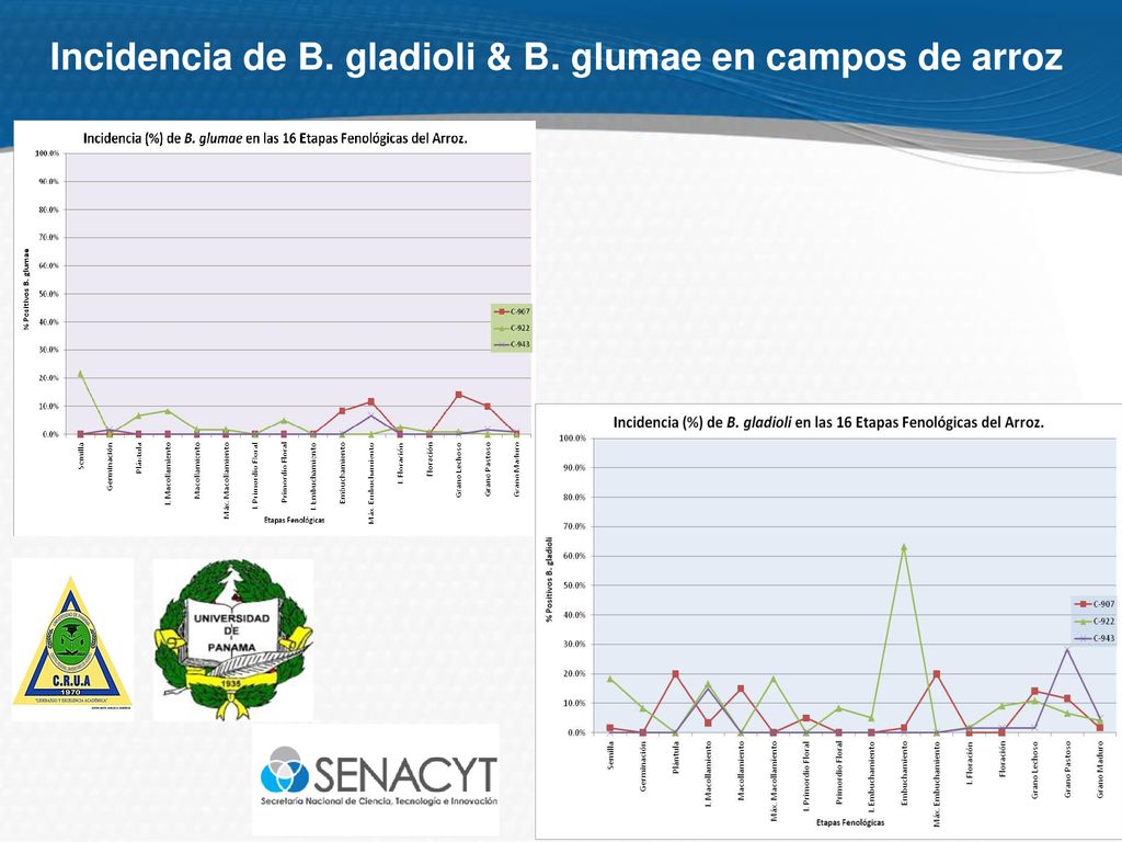 Incidencia de B. gladioli & B. glumae en campos de arroz