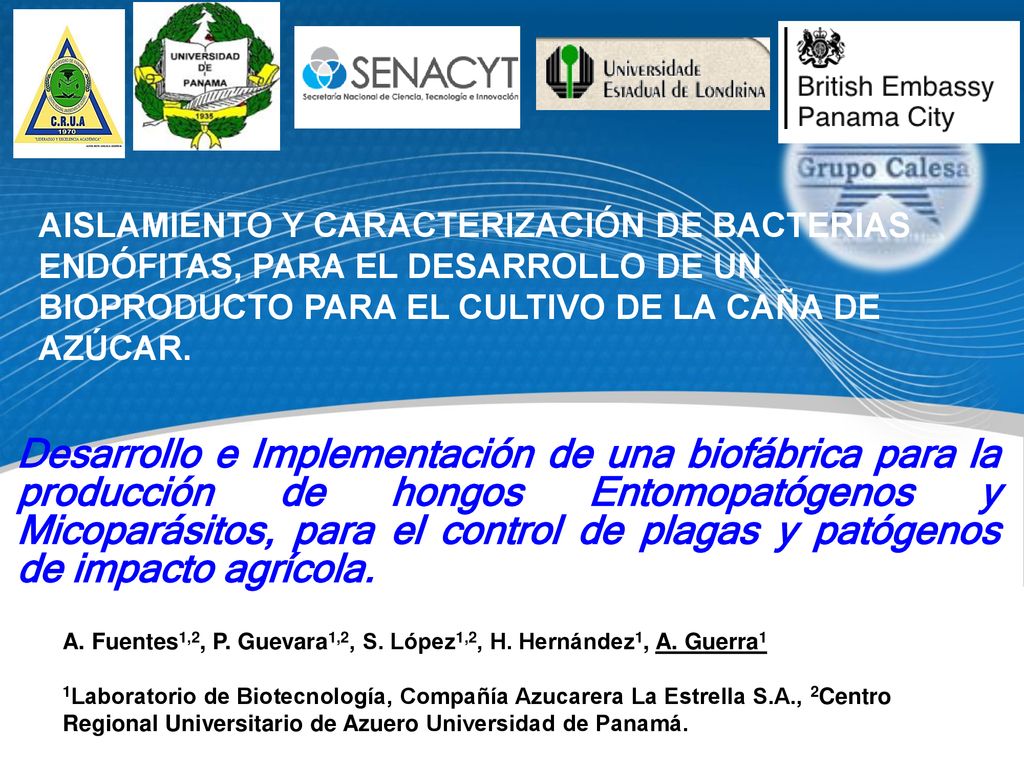 AISLAMIENTO Y CARACTERIZACIÓN DE BACTERIAS ENDÓFITAS, PARA EL DESARROLLO DE UN BIOPRODUCTO PARA EL CULTIVO DE LA CAÑA DE AZÚCAR.