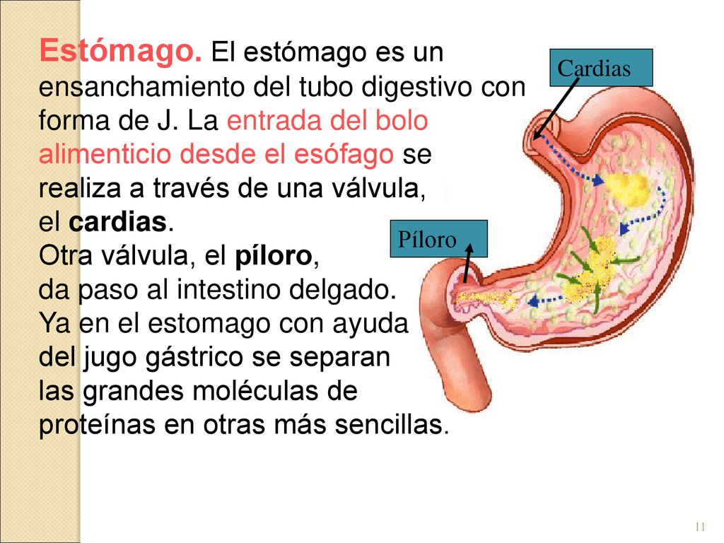 Estómago. El estómago es un ensanchamiento del tubo digestivo con forma de J. La entrada del bolo