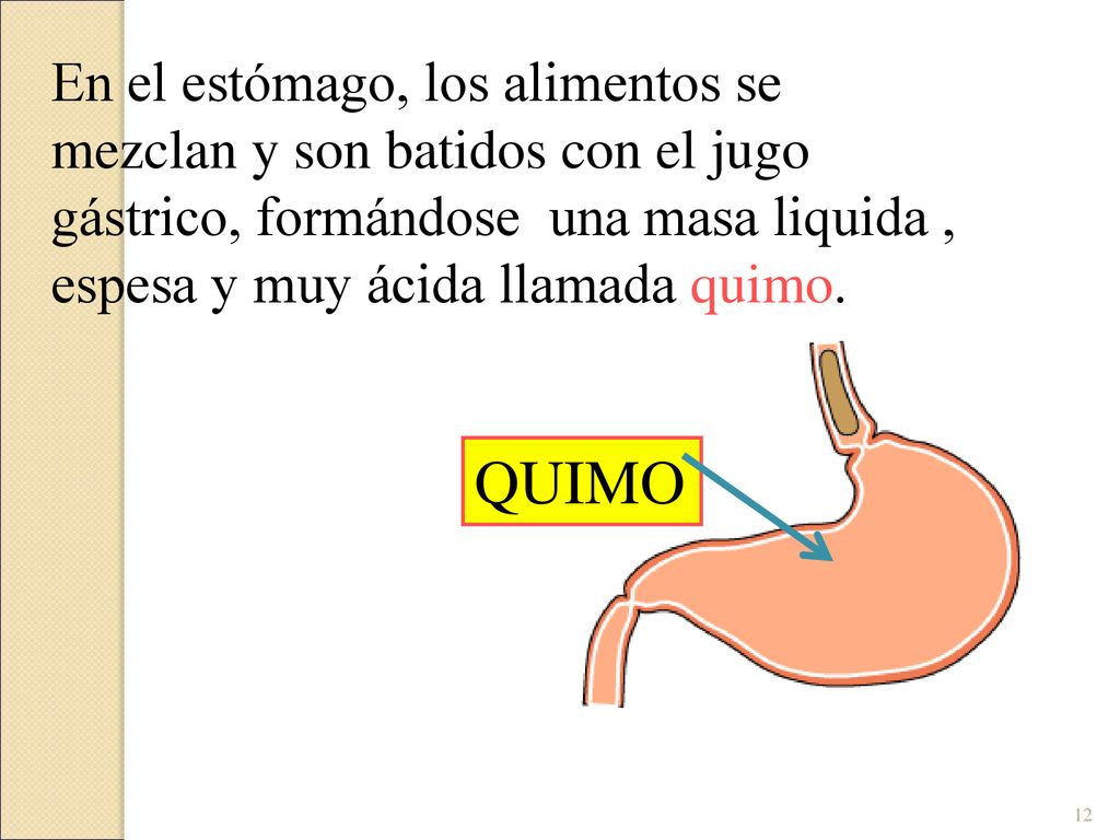 En el estómago, los alimentos se mezclan y son batidos con el jugo gástrico, formándose una masa liquida , espesa y muy ácida llamada quimo.