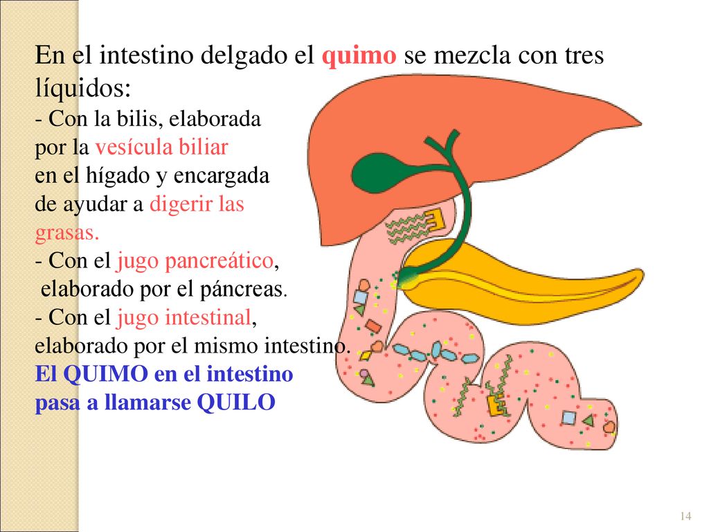 En el intestino delgado el quimo se mezcla con tres