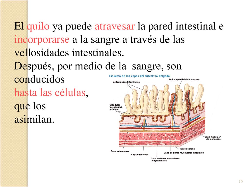 El quilo ya puede atravesar la pared intestinal e incorporarse a la sangre a través de las vellosidades intestinales.