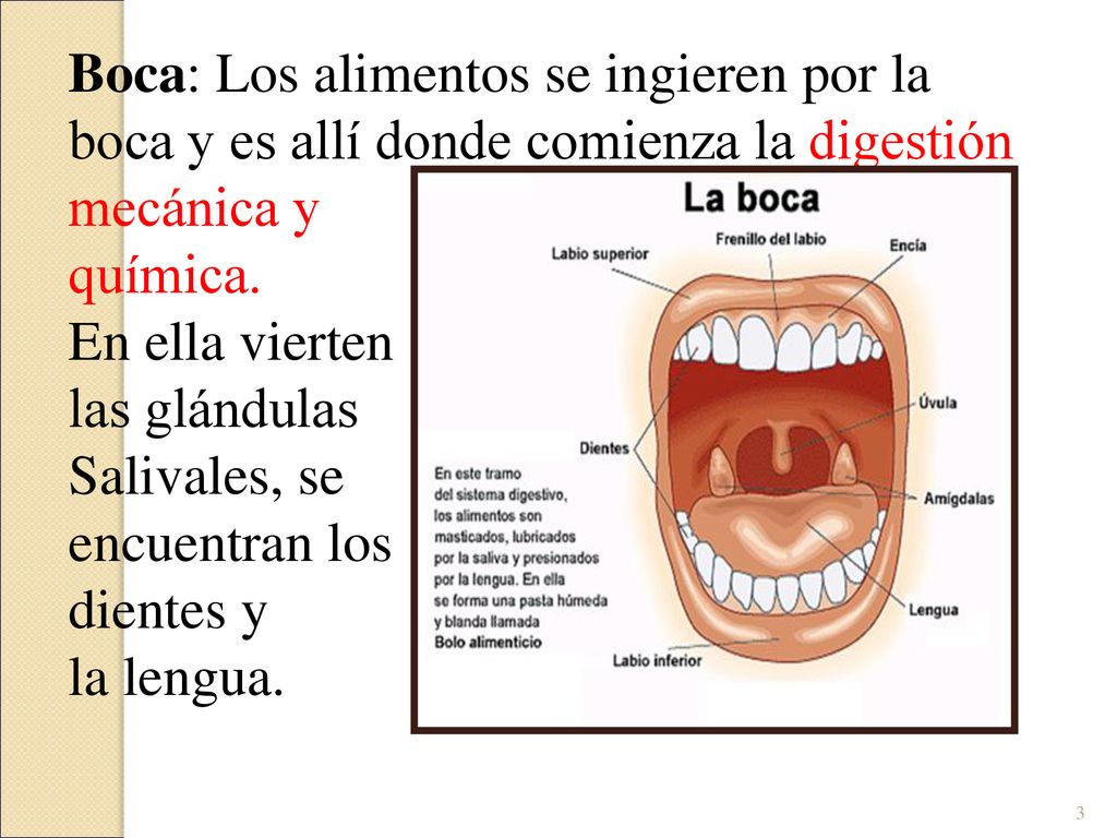 Boca: Los alimentos se ingieren por la boca y es allí donde comienza la digestión mecánica y