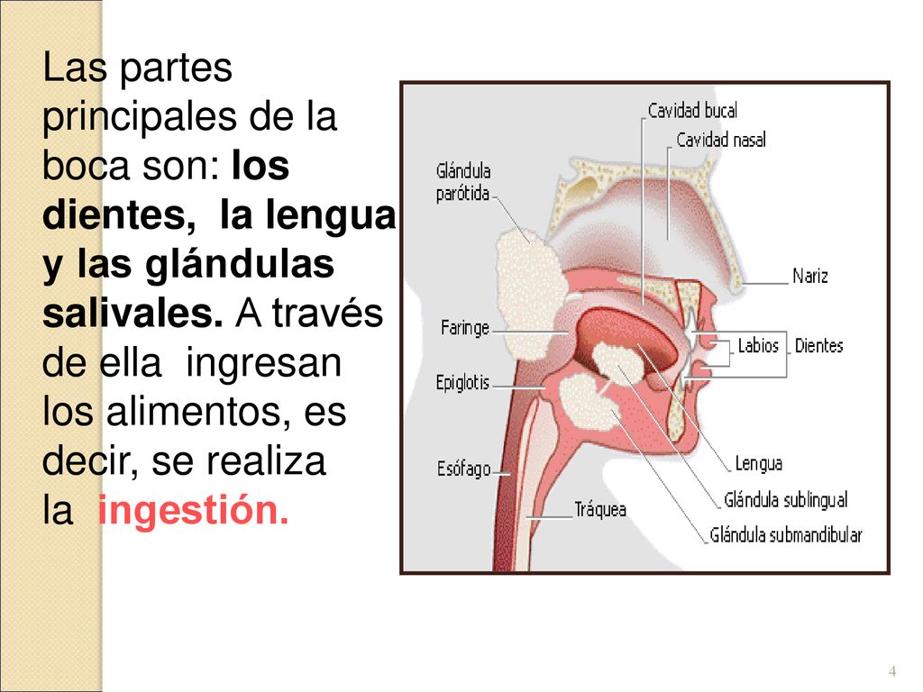 Las partes principales de la boca son: los dientes, la lengua y las glándulas salivales.