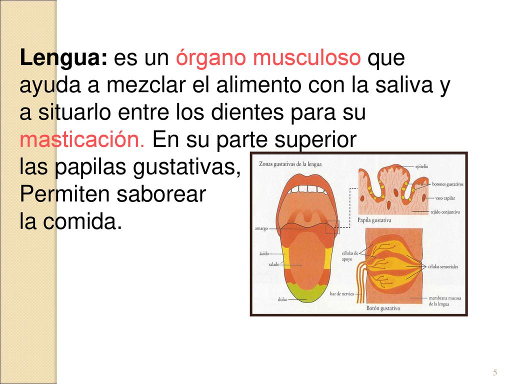 Lengua: es un órgano musculoso que ayuda a mezclar el alimento con la saliva y a situarlo entre los dientes para su masticación. En su parte superior