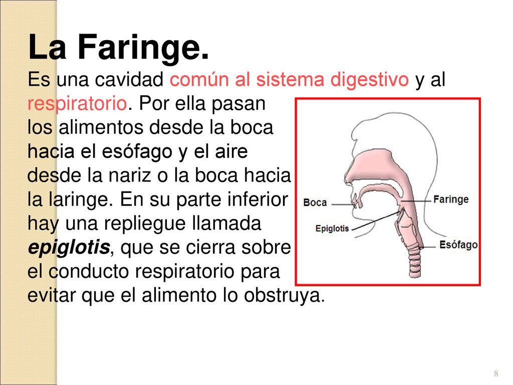 La Faringe. Es una cavidad común al sistema digestivo y al respiratorio. Por ella pasan. los alimentos desde la boca.