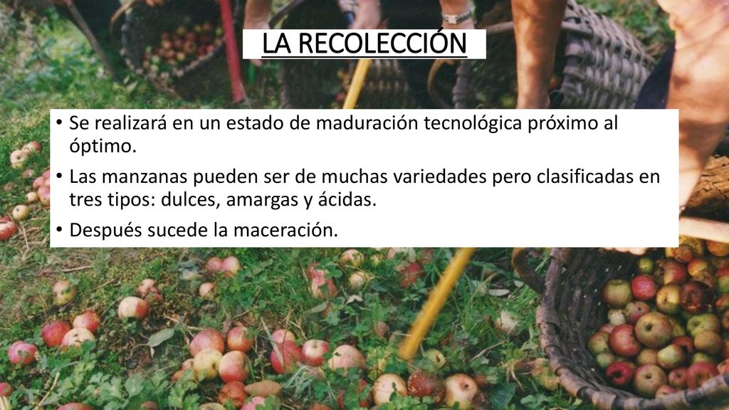 LA RECOLECCIÓN Se realizará en un estado de maduración tecnológica próximo al óptimo.