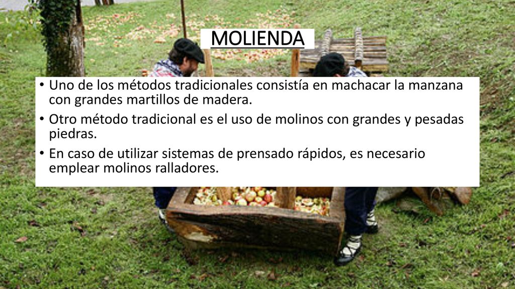 MOLIENDA Uno de los métodos tradicionales consistía en machacar la manzana con grandes martillos de madera.