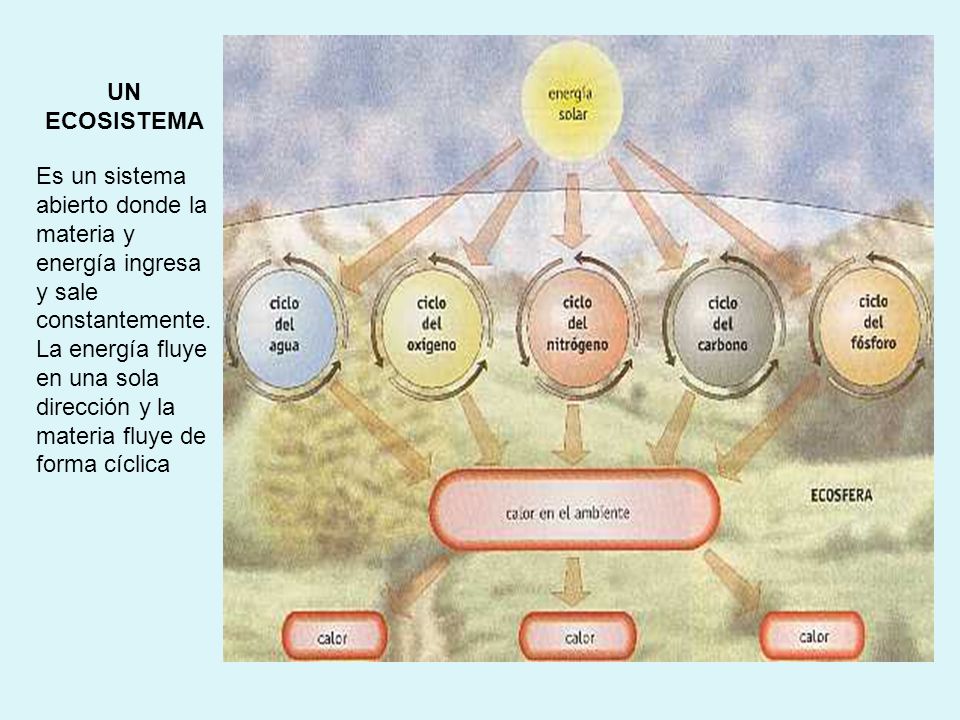 UN ECOSISTEMA Es un sistema abierto donde la materia y energía ingresa y sale constantemente.