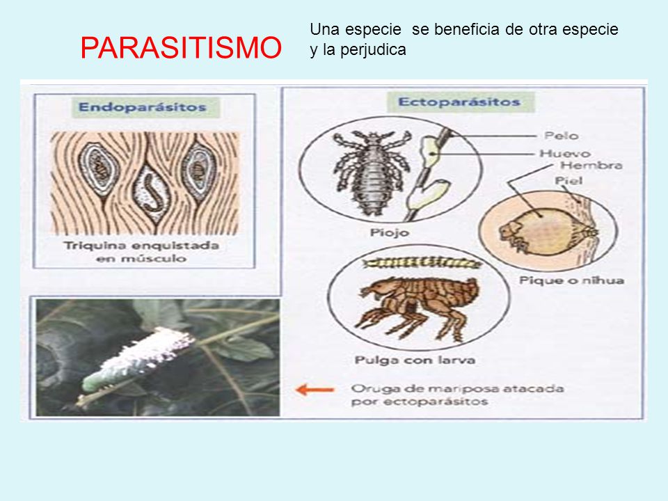 Una especie se beneficia de otra especie y la perjudica