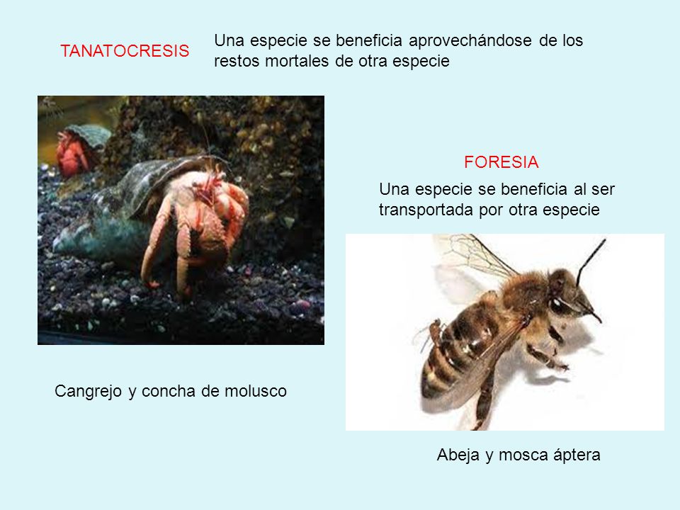 Una especie se beneficia aprovechándose de los restos mortales de otra especie