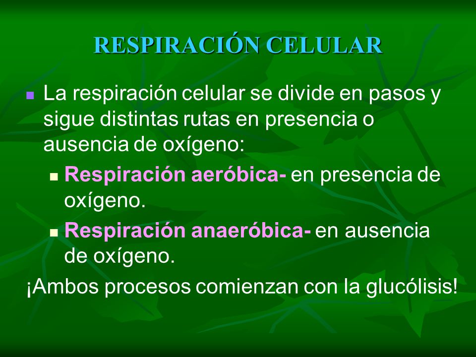 RESPIRACIÓN CELULAR La respiración celular se divide en pasos y sigue distintas rutas en presencia o ausencia de oxígeno:
