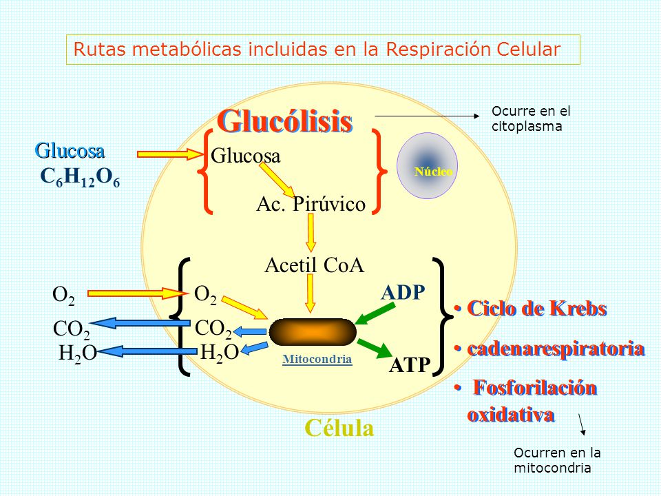 Glucólisis Célula Glucosa Glucosa C6H12O6 Ac. Pirúvico Acetil CoA O2