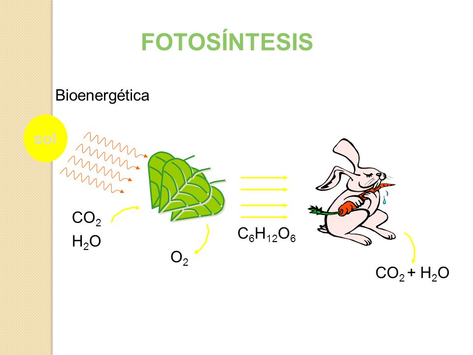 FOTOSÍNTESIS Bioenergética sol CO2 C6H12O6 H2O O2 CO2 + H2O