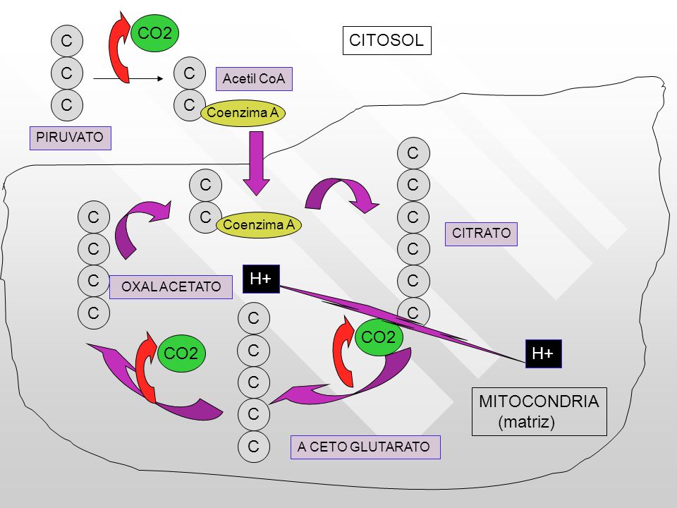 CO2 C CITOSOL C C C C C C C C C C C C C H+ C C C C CO2 CO2 C H+ C