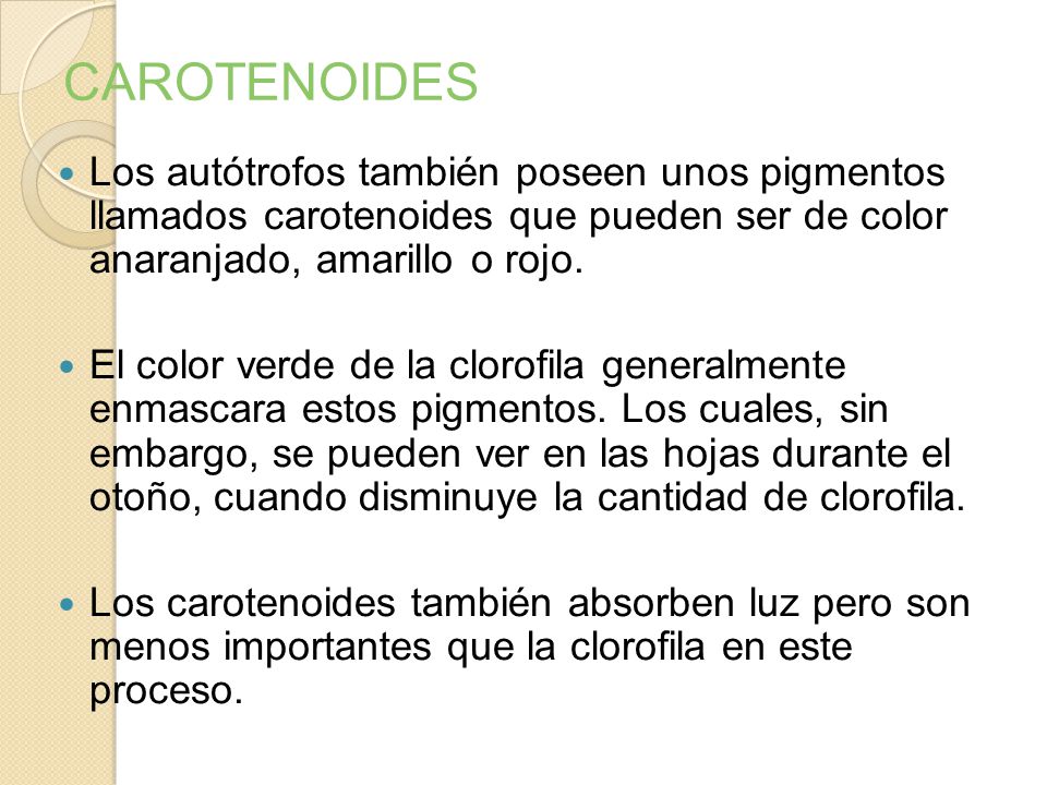 CAROTENOIDES Los autótrofos también poseen unos pigmentos llamados carotenoides que pueden ser de color anaranjado, amarillo o rojo.