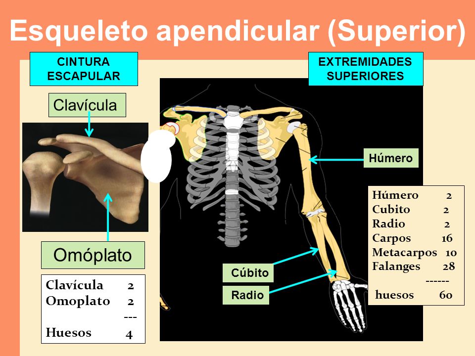 Esqueleto apendicular (Superior)