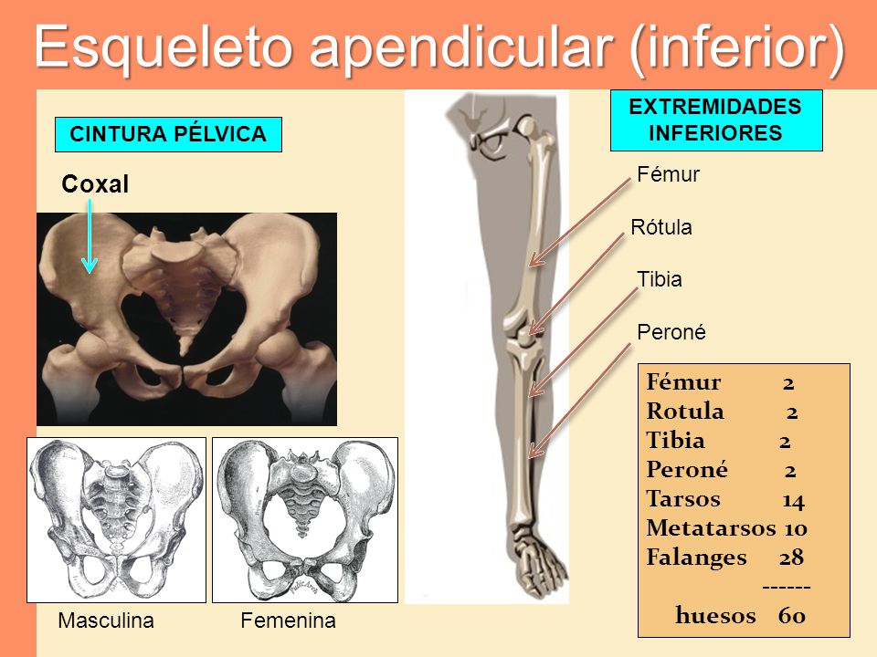 Esqueleto apendicular (inferior)