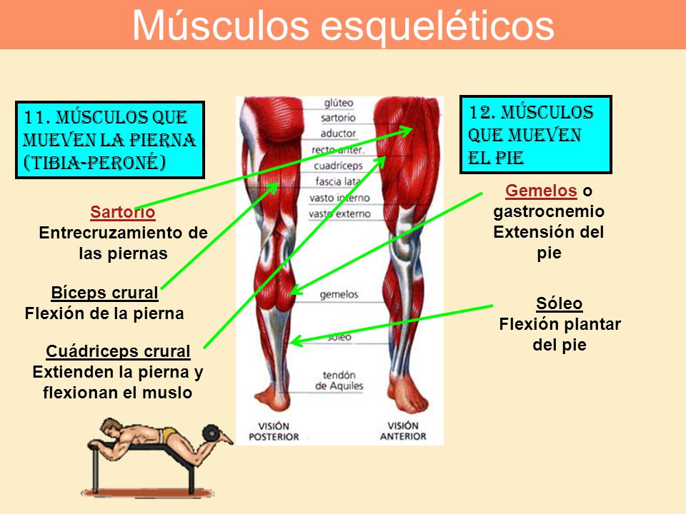 Músculos esqueléticos