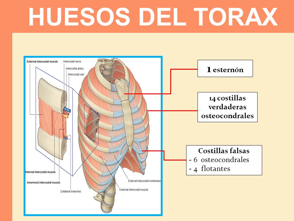 HUESOS DEL TORAX 1 esternón 14 costillas verdaderas osteocondrales
