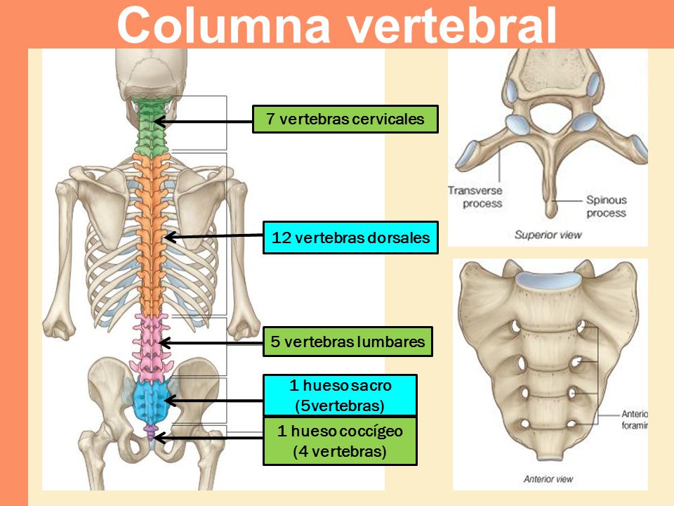 Columna vertebral 7 vertebras cervicales 12 vertebras dorsales
