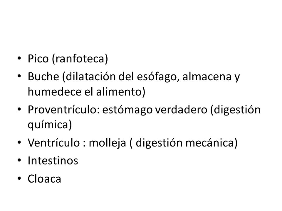 Pico (ranfoteca) Buche (dilatación del esófago, almacena y humedece el alimento) Proventrículo: estómago verdadero (digestión química)