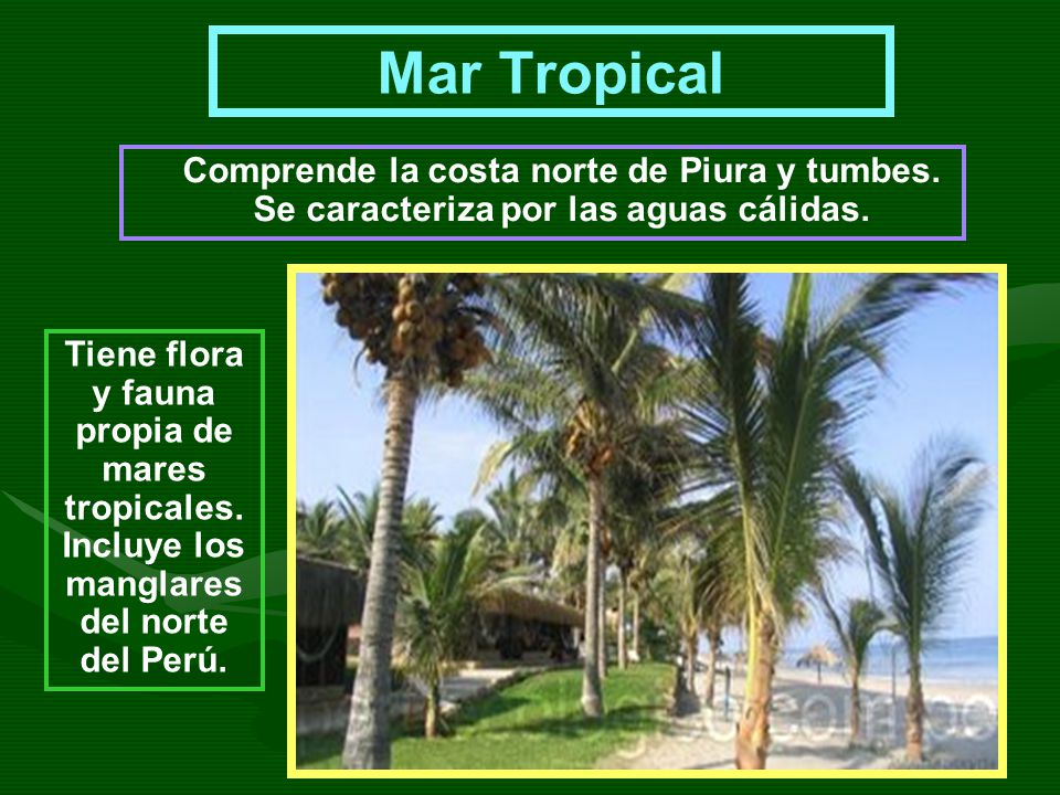 Mar Tropical Comprende la costa norte de Piura y tumbes. Se caracteriza por las aguas cálidas.