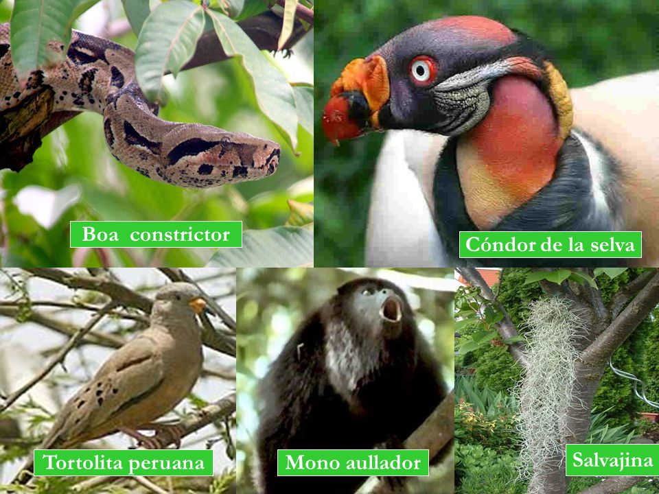 Boa constrictor Cóndor de la selva Salvajina Tortolita peruana Mono aullador