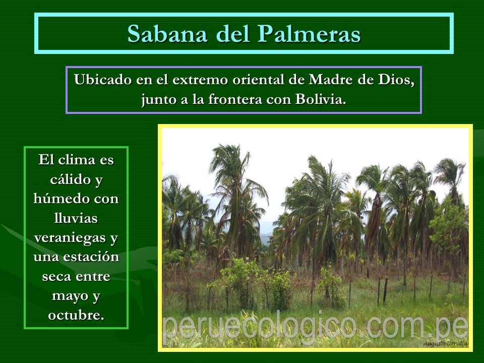 Sabana del Palmeras Ubicado en el extremo oriental de Madre de Dios, junto a la frontera con Bolivia.