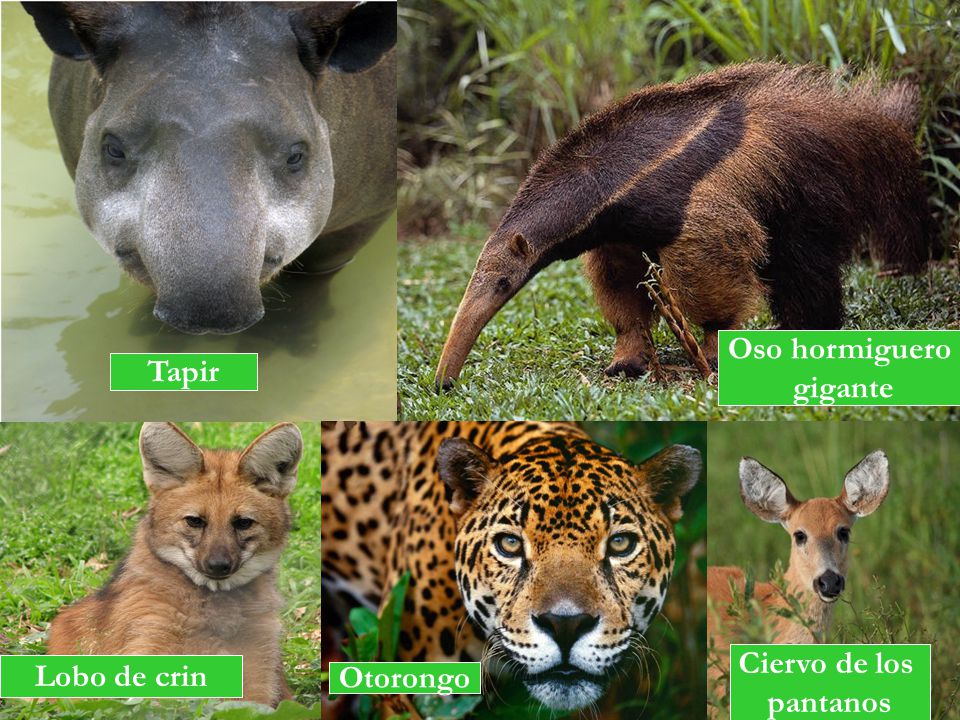 Oso hormiguero gigante Tapir Ciervo de los pantanos Lobo de crin Otorongo