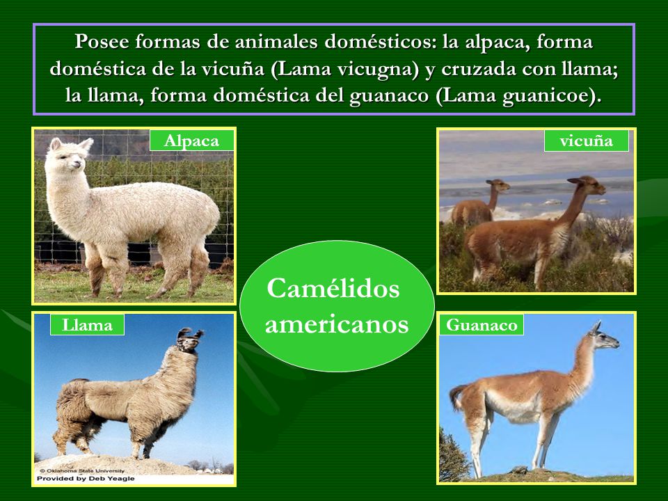 Posee formas de animales domésticos: la alpaca, forma doméstica de la vicuña (Lama vicugna) y cruzada con llama; la llama, forma doméstica del guanaco (Lama guanicoe).