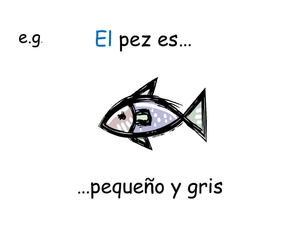 e.g. El pez es… TES Resources - adapted …pequeño y gris