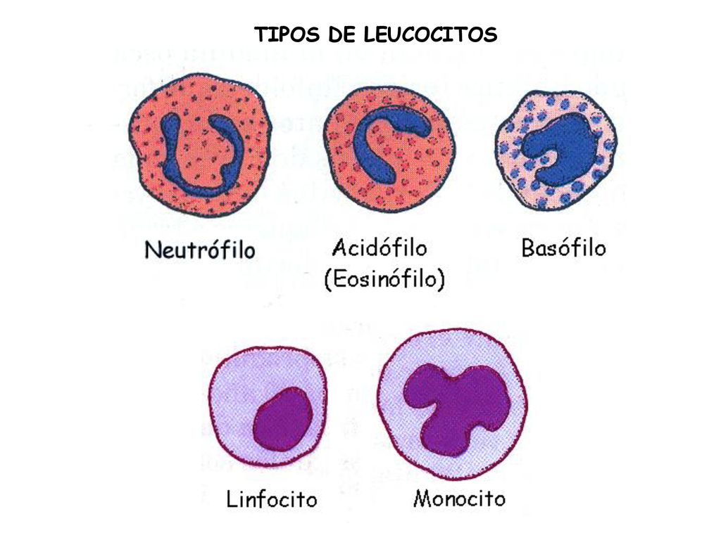 TIPOS DE LEUCOCITOS TIPOS DE LEUCOCITOS