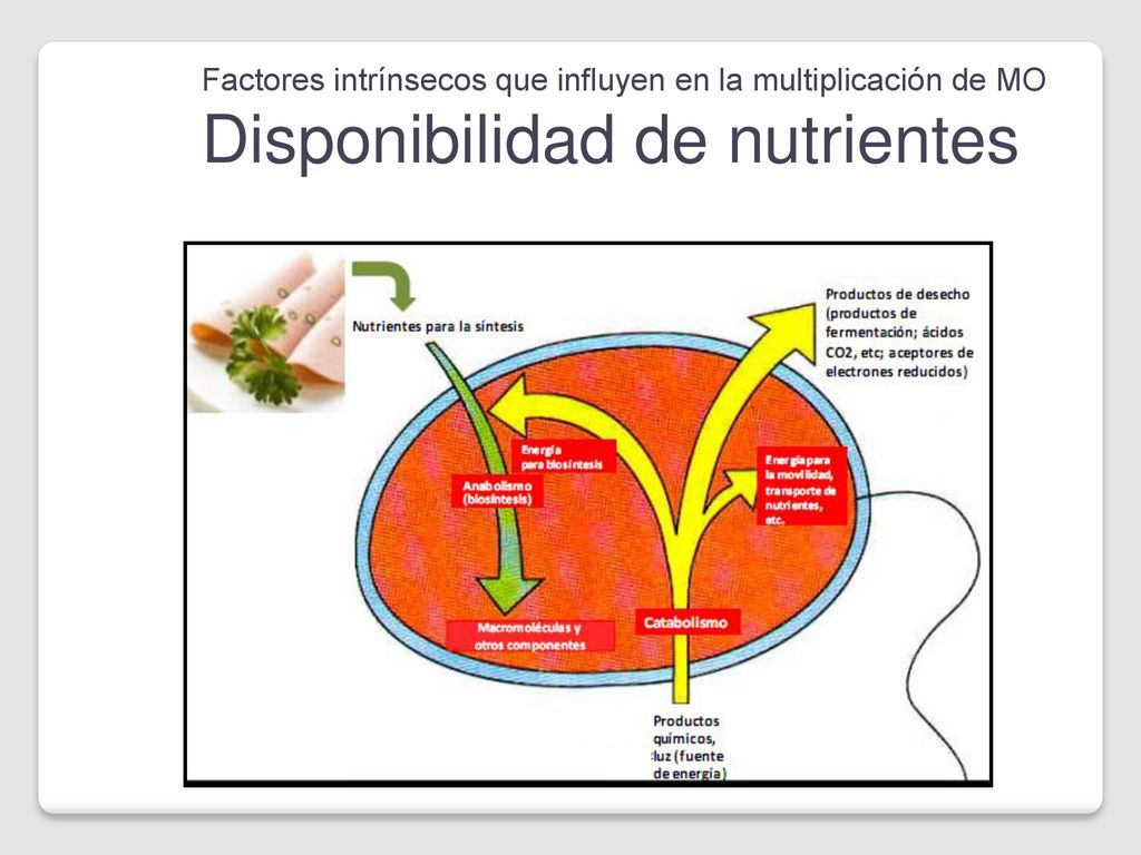 Factores intrínsecos que influyen en la multiplicación de MO Disponibilidad de nutrientes