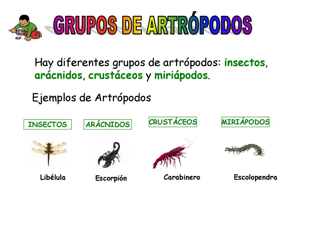 GRUPOS DE ARTRÓPODOS Hay diferentes grupos de artrópodos: insectos, arácnidos, crustáceos y miriápodos.