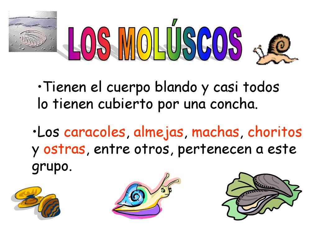 LOS MOLÚSCOS Tienen el cuerpo blando y casi todos lo tienen cubierto por una concha.