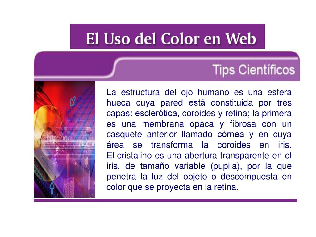 La estructura del ojo humano es una esfera hueca cuya pared está constituida por tres capas: esclerótica, coroides y retina; la primera es una membrana opaca y fibrosa con un casquete anterior llamado córnea y en cuya área se transforma la coroides en iris.