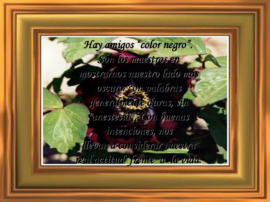 Hay amigos color negro .