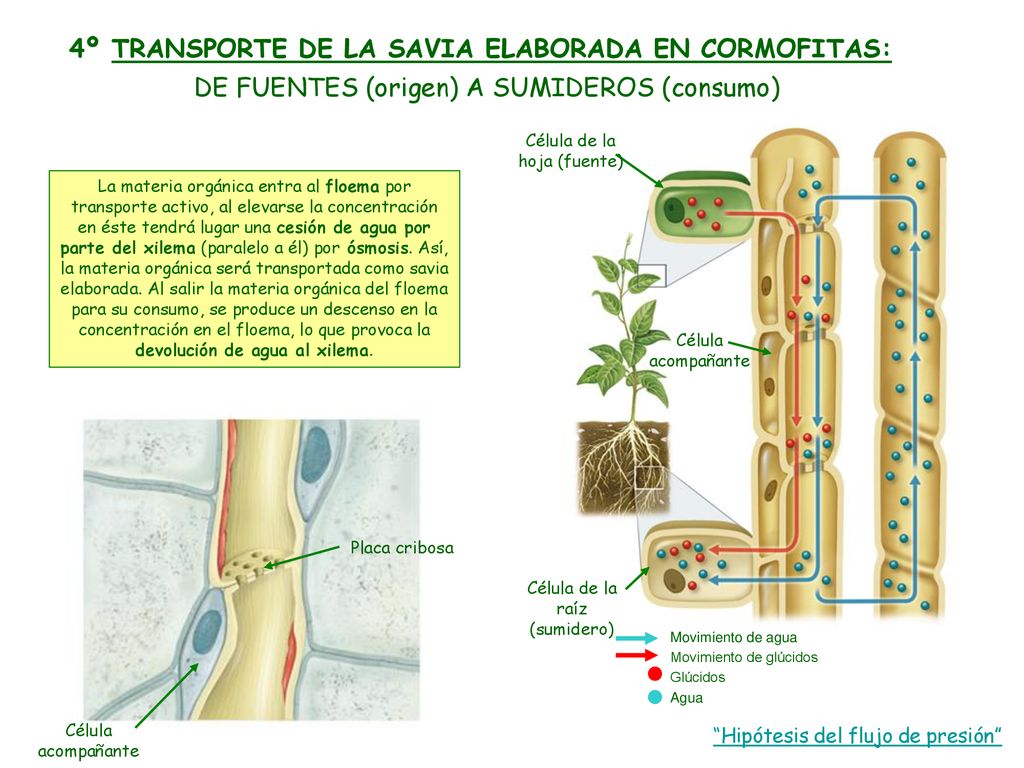 4º TRANSPORTE DE LA SAVIA ELABORADA EN CORMOFITAS: