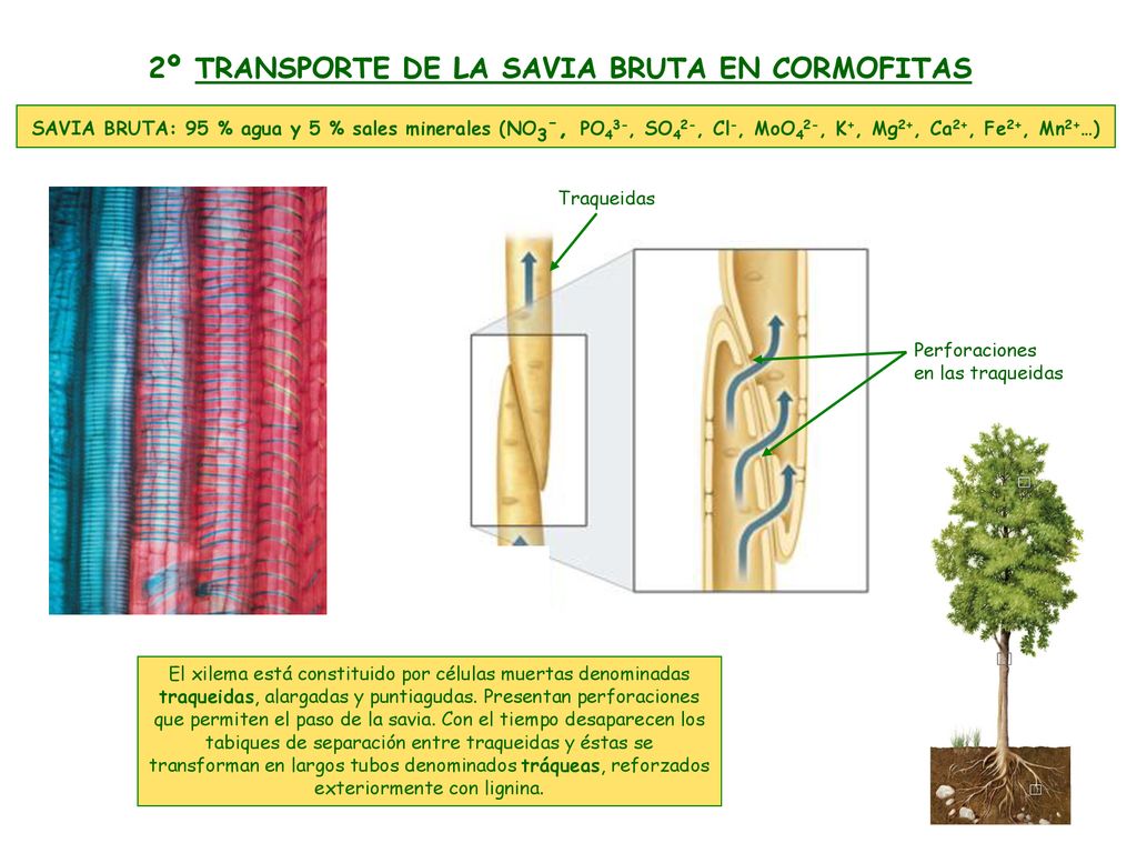 2º TRANSPORTE DE LA SAVIA BRUTA EN CORMOFITAS