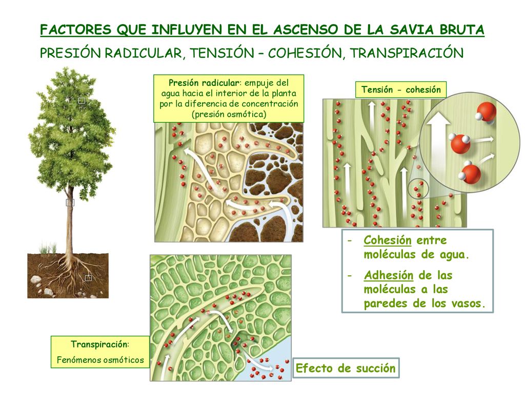 FACTORES QUE INFLUYEN EN EL ASCENSO DE LA SAVIA BRUTA