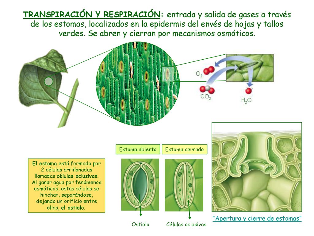 TRANSPIRACIÓN Y RESPIRACIÓN: entrada y salida de gases a través de los estomas, localizados en la epidermis del envés de hojas y tallos verdes. Se abren y cierran por mecanismos osmóticos.