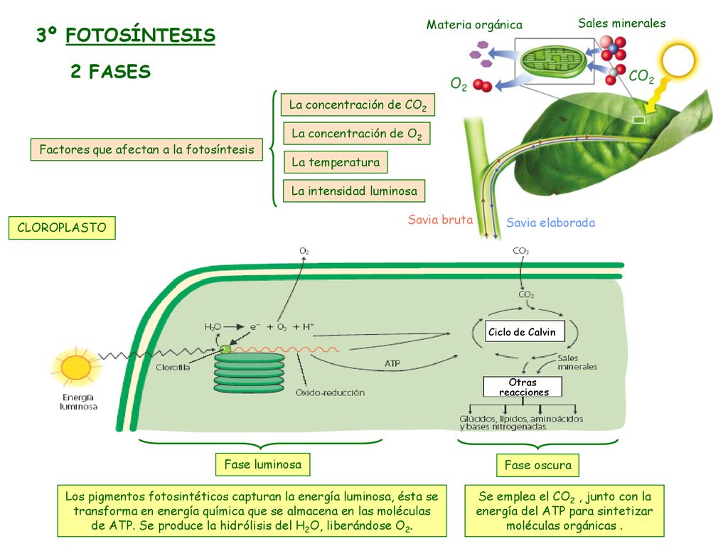 3º FOTOSÍNTESIS 2 FASES CO2 O2 Materia orgánica Sales minerales