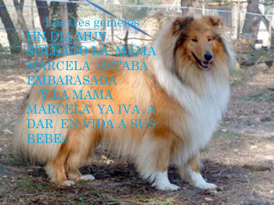 Los tres gemelos UN DIA MUY SOLEADO LA MAMA MARCELA ESTABA EMBARASADA.