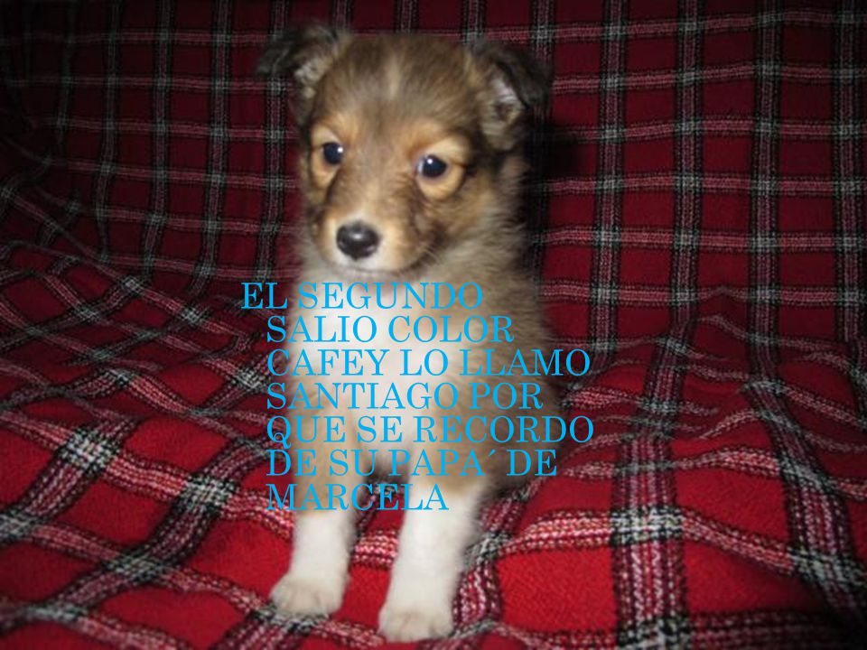 EL SEGUNDO SALIO COLOR CAFEY LO LLAMO SANTIAGO POR QUE SE RECORDO DE SU PAPA´ DE MARCELA
